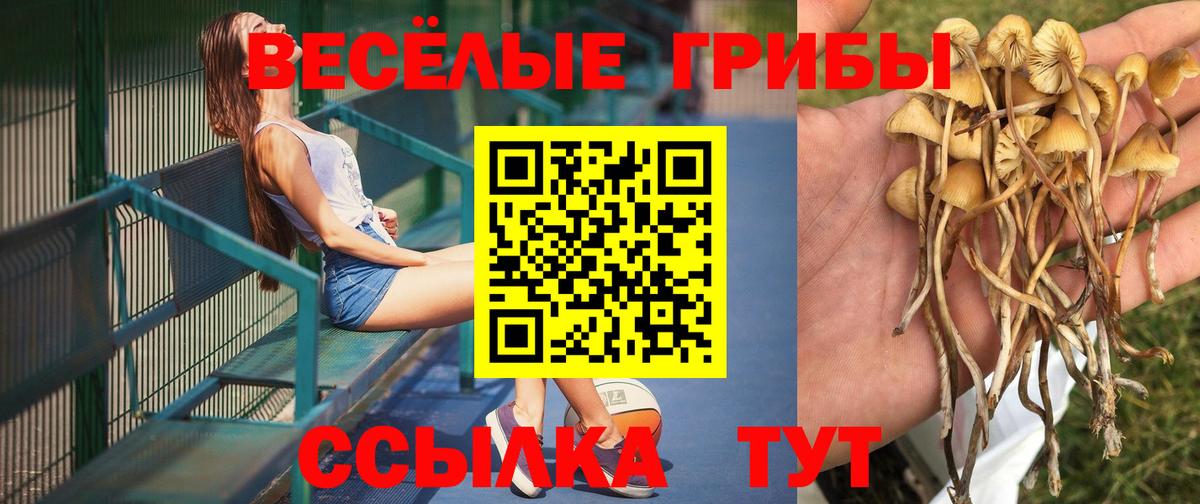 Псилоцибиновые грибы мицелий Черногорск